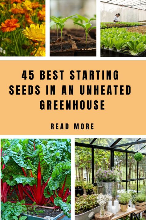 What are the best-starting seeds in an unheated Greenhouse? We’ll give you advice on how to start seeds in a greenhouse without heat here. If you want to grow plants all year round in an Flowers To Grow In A Greenhouse, Unheated Greenhouse Growing, Starting Seeds In Greenhouse, What To Grow In A Greenhouse, Starting Flowers From Seeds, Best Potted Plants, Heating A Greenhouse, Best Greenhouse, Fall Planting