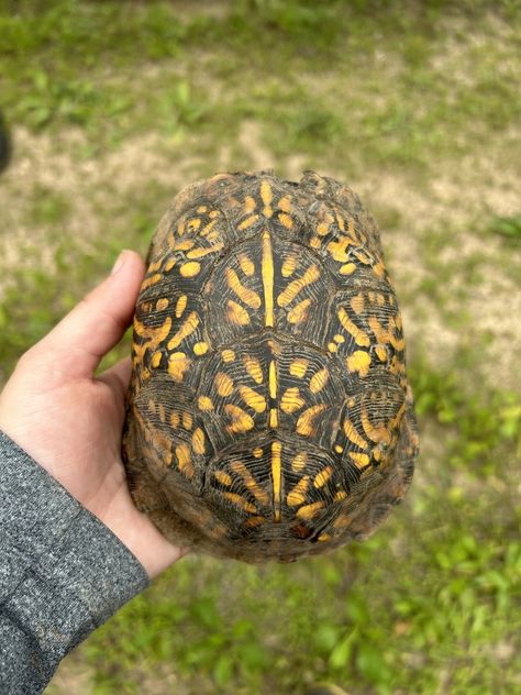 Box Turtles (Genus Terrapene) Turtle Chest Tattoo, 3 Toed Box Turtle, Freshwater Turtle Tattoo, Sarah Ross, Box Turtles, Eastern Box Turtle, Box Turtle, Turtle Tattoo, Living Things