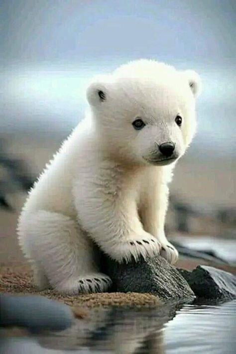 Photo Ours, Baby Polar Bear, Baby Panda Bears, Baby Polar Bears, Baby Poster, Baby Animals Pictures, Animal Magic, Download Poster, Favorite Animals