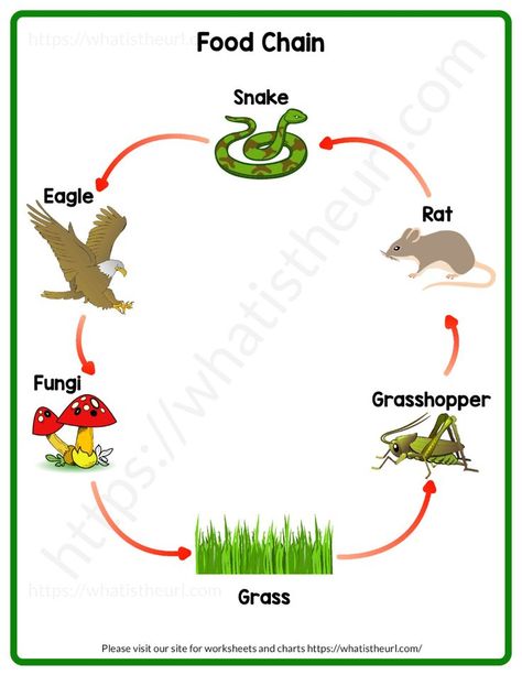 We have created a beautiful chart on the Food Chain.  You can download and print it for free.  We have released a printer-friendly version as well as a colorful one.Please download the PDF Food Chain Chart Color and this is the printer-friendly version Food Chain Chart Printer Friendly Chain Drawing Easy, Food Chain Drawing, Kindergarten Science Projects, Chain Drawing, Drawing Easy For Kids, Animal Worksheets, Kids English, Food Web, Kindergarten Lessons