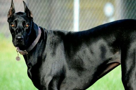 14 Awesome Doberman Mixes You Need To Feast Your Eyes On – Page 2 – The Paws Backyard Dog Area, Doberman Mix, Black Doberman, Hound Dog Breeds, Rare Dog Breeds, Tallest Dog, Dog Breeds List, Doberman Dog, Pinscher Dog