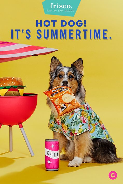 Beat the heat in style with pools, toys, apparel, and more for pets. The summer fun is just getting started! Pet Festival, Camper Dog, Camping With Cats, Dog Outfits, Songkran Festival, Pet Paradise, Dog Pop Art, Pet Spaces, Dog Varieties