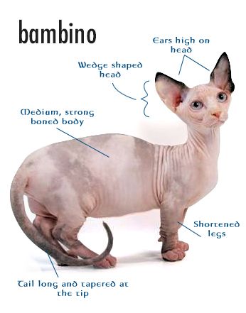 The BAMBINO was created as a cross between Sphynx and Munchkin breeds. It has short legs inherited from the Munchkin and the hairlessness of the Sphynx Dwelf Cat, Hairless Cat Sphynx, Bambino Cat, Curly Cat, Elf Cat, Purebred Cats, Funniest Cat, Hairless Cats, Sphynx Cats