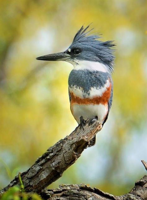 Vicksburg Mississippi, Belted Kingfisher, Kingfisher Bird, Kinds Of Birds, Backyard Birds, Bird Pictures, Exotic Birds, Pretty Birds, Bird Photo