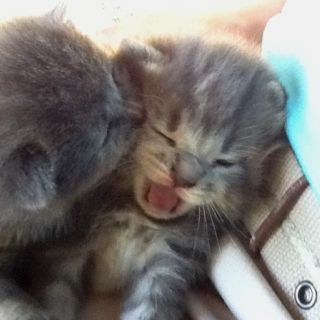 Kitty kisses :) Kitty Kisses, Happy Happy Happy, Fotografi Vintage, Silly Cats Pictures, Cute Cats Photos, Silly Animals, Funny Cute Cats, Cute Cats And Dogs