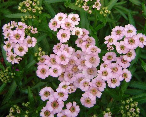 Achillea sibirica var. camtschatica - Siberian Yarrow 'Love Parade' Pink Plants, Love Parade, Cold Time, Master List, Farm Garden, Plant Guide, Pink Plant, Cottage Gardens, Plant Ideas