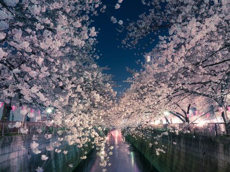 Yet Another Tokyo Flight Deal: $450 During Cherry Blossom Season Meguro River, Japan Honeymoon, Japanese Hotel, Honeymoon Locations, Dream Honeymoon, Budget Friendly Travel, Destination Bride, Cherry Blossom Season, Japan Travel Guide