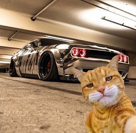 Dodge Demon 170, Demon 170, Car Dodge, Dodge Demon, Strongest Animal, Funny Looking Cats, Cat Profile, Car Accessories For Girls, Best Jdm Cars