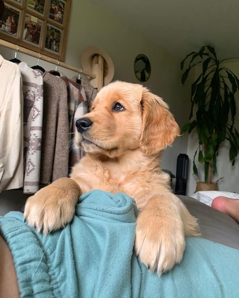 When they ask how you mastered the puppy-dog eyes but it’s just something you were born with 👉��🏼🥺👈🏼 #goldenretriever #gloriousgoldens… | Instagram Puppy Fever, Puppy Pics, Golden Doodles, Fun Animals, Puppy Dog Eyes, A Golden Retriever, Retriever Puppies, Animal Health, Really Cute Dogs