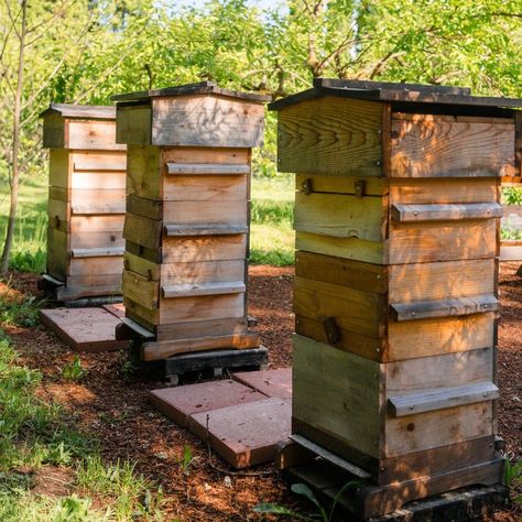 Warre Bee Hive, Bee Hive Aesthetic, Bee Keeping Aesthetic, Warre Hive, French Nouns, Top Bar Bee Hive, Langstroth Hive, Honey Hive, Top Bar Hive