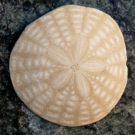 Sand dollar, brings back memories of childhood days in Mexico The Lighthouse, Sand Dollar, Buzzfeed, Lighthouse, Roses