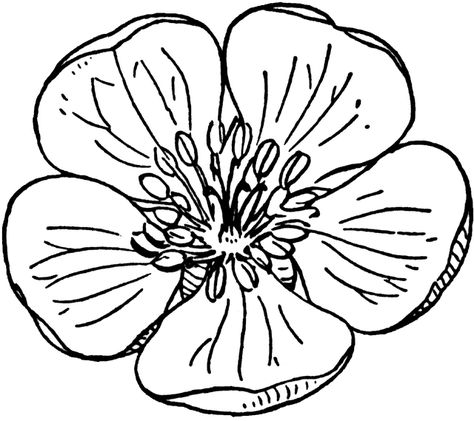 Apple (flower) | ClipArt ETC Marigold Tattoo, Apple Blossom Flower, Marsh Marigold, Apple Flowers, Flower Tattoo Back, Flowers Drawing, Tree Coloring Page, Marigold Flower, Flower Sketches