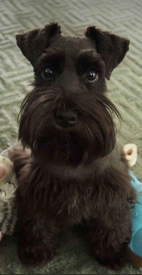 Black Mini Schnauzer, Schnauzers Funny, Black Schnauzer, Schnauzer Grooming, Mini Schnauzer Puppies, Rare Dog Breeds, Rare Dogs, Miniature Schnauzer Puppies, Schnauzer Puppy