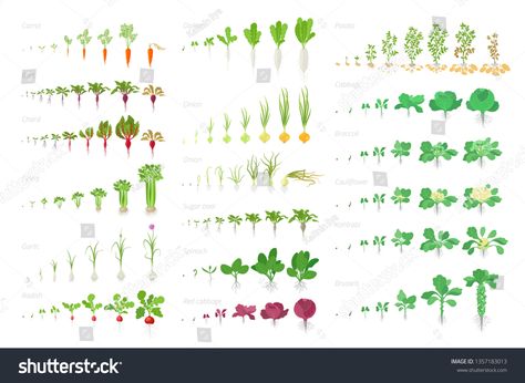 Carrot Growth Stages, Planting Carrots, Cabbage Potatoes, Cabbage Plant, Cabbage And Potatoes, Garlic Spinach, Vector Animation, Carrots Celery, Plant Science