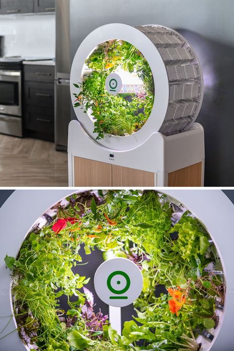 The OGarden Smart is a self-watering indoor garden that can grow 90 fruits, vegetables, and herbs at one time. Hydroponic Solution, Indoor Vegetables, Hydroponic Farming, Perennial Vegetables, Gardening Trends, Smart Garden, Toy Art, Hydroponic Gardening, Japan Design