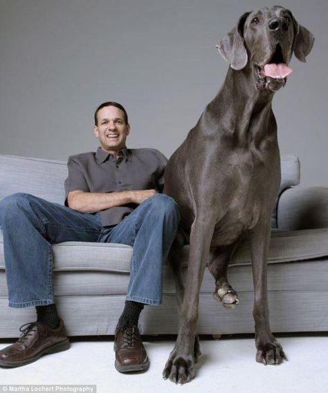 Worlds largest Horse dog Worlds Biggest Dog, Worlds Largest Dog, Tallest Dog, Largest Dog, Huge Dogs, Giant Dogs, Great Danes, Must Love Dogs, Cute Critters