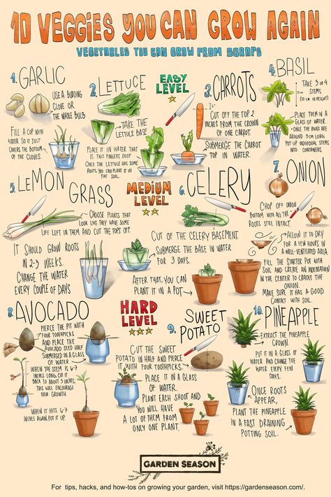 Check out more gardening tips on our website, homesteading.com!   (infographic by Garden Season)  #Homesteading #Gardening #Homesteader #Gardener #Homestead Starter Garden, Indoor Vegetables, When To Plant, Plant Journal, Homestead Gardens, Vegetable Garden Diy, Indoor Vegetable Gardening, Growing Veggies, Veg Garden