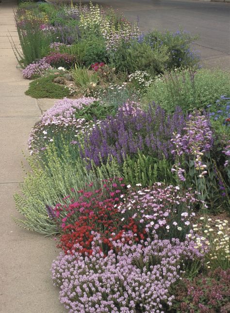 Strip Garden, High Country Gardens, Low Water Gardening, Country Gardens, Water Gardens, Garden Nursery, Mediterranean Garden, Beautiful Flowers Garden, Landscaping Design