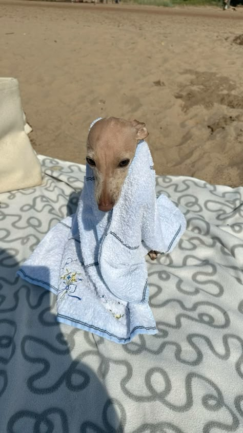 Cute Italian Greyhound, Italian Greyhound Aesthetic, Miniature Italian Greyhound, Italian Whippet, Greyhound Dogs, Learning About Animals, Cutest Pets, Whippet Dog, Greyhound Dog