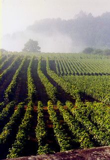 Burgundy France, Wine Vineyards, French Wine, French Countryside, Burgundy Wine, Wine Tour, Wine Region, Italian Wine, France Travel