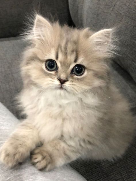 Kittens White, Cat Persian, Cutest Cats Ever, Golden Cat, Persian Kitten, Persian Cats, Cat Pfp, Kittens For Sale, Persian Kittens