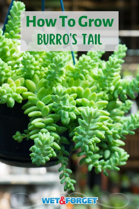 Burrows Tail Plant Care, Burrows Tail Plant, Burrows Tail, Burros Tail, Succulents Care, Gardening Herbs, Herbs Plants, Succulent Garden Indoor, Jade Plant