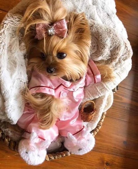 Yorkie Terrier Outfits, Dogs In Cute Outfits, Yorkie Dressed Up, Cute Yorkie Puppies, Yorkie Hairstyles Girl, Yorkie Outfits, Yorkie Clothes, Teacup Yorkie Puppy, Cute Small Dogs