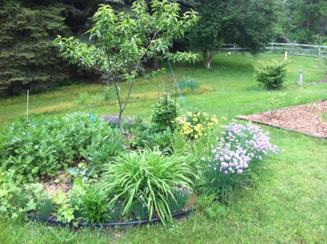 photo Tree Guild, Food Forest Garden, Raw Veggies, Companion Gardening, Growing Tomatoes In Containers, Peach Tree, Companion Plants, Permaculture Gardening, Permaculture Design