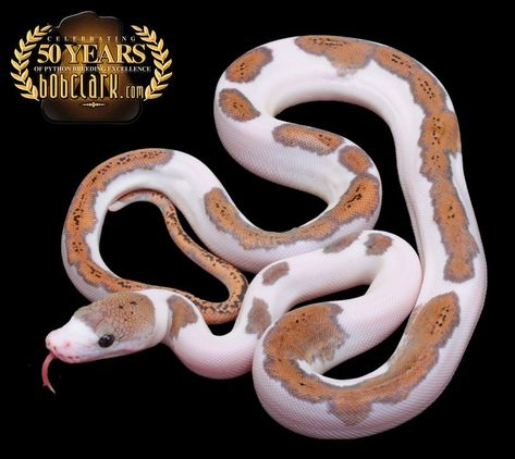 Motley pied het albino reticulated python, 2024 male Reticulated Python, Snakes, Rats, Python, Corn