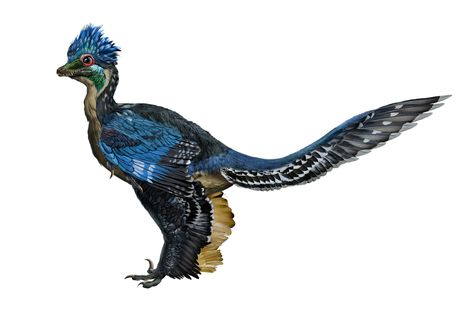 Beautiful blue feathers imagined on the Xiaotingia zhengi. Feathered Raptor, Dinosaur History, Feathered Dinosaurs, Walking With Dinosaurs, Museum Exhibit, Prehistoric Wildlife, Blue Feathers, American Museum Of Natural History, Dinosaur Pictures