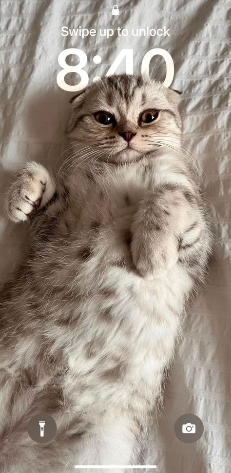 Voici un chat Scottish Fold comme fond d'écran sur un IPhone 14. Grâce à la mise à jour, le chat est capable de superposer l'heure ce qui fait totalement beau!! Cat Aesthetic Background, Lockscreen Ios 16, Cat Lockscreen, Background Lockscreen, Lockscreen Ios, Cutest Cat, Iphone Lockscreen Wallpaper, Ios 16, Aesthetic Background