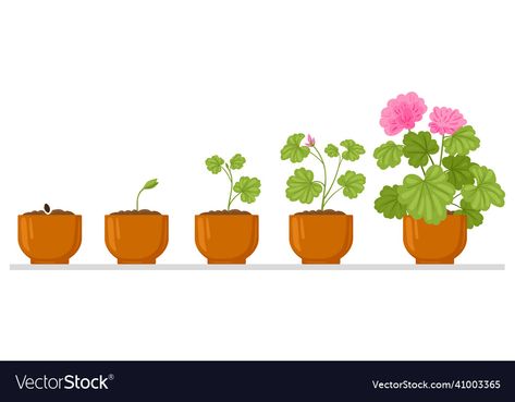 Sprout Growing, Pot Illustration, Simple Journal, Growing Sprouts, Illustration Flower, Flower House, Plant Growth, Growing Flowers, Flower Seeds