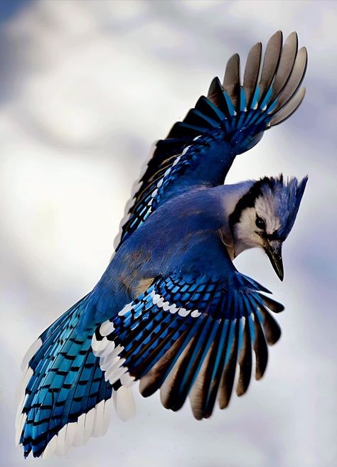 Ugly Animals, Blue Jay Bird, Bird Clipart, World Birds, Jay Bird, Aesthetic Painting, Blue White And Black, Colorful Birds, Blue Jays