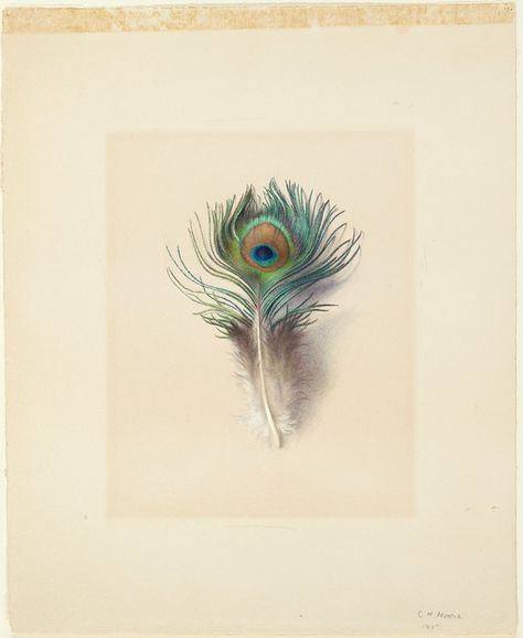 Blatt Tattoos, Images Noêl Vintages, Peacock Feather Tattoo, Feather Drawing, Harvard Art Museum, John Ruskin, Watercolor Feather, Peacock Art, Feather Painting