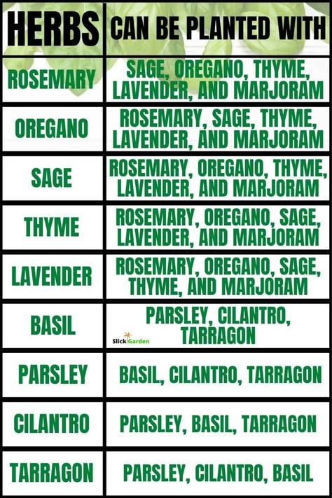 Herb Companion Planting, Growing Herbs Indoors, Outdoor Herb Garden, Garden Companion Planting, Medicinal Herbs Garden, Vegetable Garden Diy, Herbs Garden, Herb Gardening, Garden Hacks