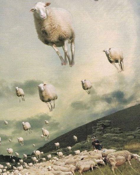 Avant Arte on Instagram: “Sheeps by by Michael Sowa #michaelsowa” Michael Sowa, Surreal Artwork, Magic Realism, Realism Art, Pop Surrealism, Dreamy Art, Realistic Drawings, Surreal Art, Christmas Art