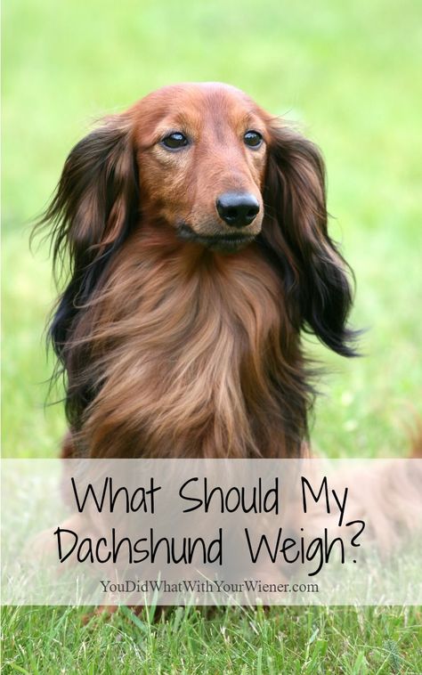 Ensuring your Dachshund maintains a healthy weight is key to a longer life and healthy back. Find out what a dog at the proper weight should look like and what you can do if they need to lose a couple of pounds. Long Haired Dachshund Colors, Standard Long Haired Dachshund, Daushound Dogs Long Hair, Dachshund Facts, Long Hair Chocolate Dachshund, Dachshund Puppy Long Haired, Shaded Red Long Haired Dachshund, Crate Training Puppy, Dachshund Funny