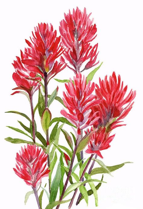 Indian Paint Brush, Indian Paintbrush, Paint Brush, Watercolor Painting, Stock Photos, Illustrations, Paint, Flowers, Green