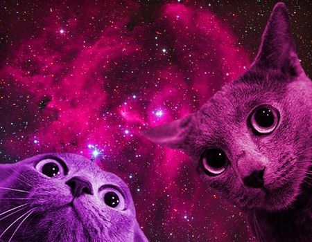 Galaxy Cat, Silly Cats Pictures, Space Cat, Silly Animals, Pink Cat, Silly Cats, Doja Cat, Look At You, Crazy Cats