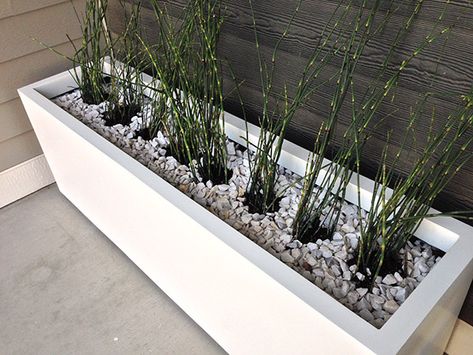 The Horsetail Reed Experiment - Matt McGee Horsetail Reed Planter, Horsetail Reed, Front Patio, Plant Ideas, Rooftop Deck, Front Lawn, Side Yard, Landscape Ideas, Deck Design