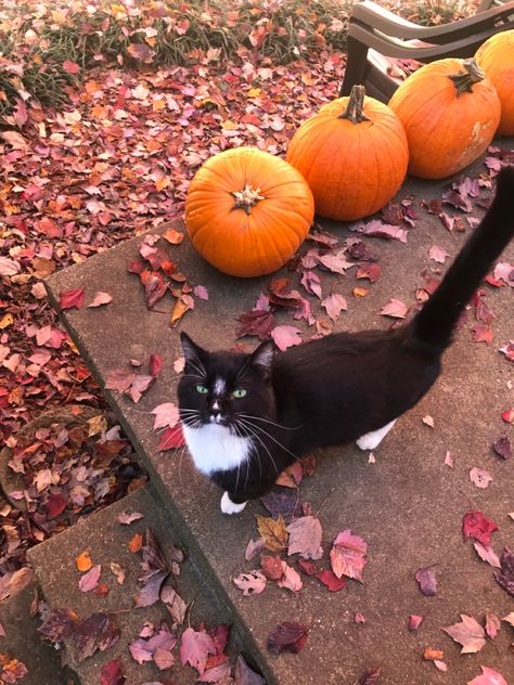 Fall Cats, Gilmore Girl, Tuxedo Cat, Fall Feels, Cat Aesthetic, We Fall In Love, Autumn Cozy, Autumn Aesthetic, Samhain