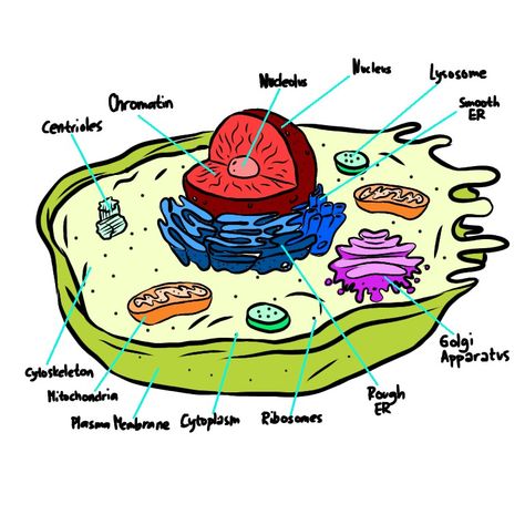 Digital drawing of an animal cell with label. Animal Cell Drawing With Label, Human Cell Drawing, Plant Cell Drawing, Drawing Of An Animal, Animal Cell Drawing, Animal Cell Organelles, Animal Cell Structure, Cell Drawing, Animal Cell Project