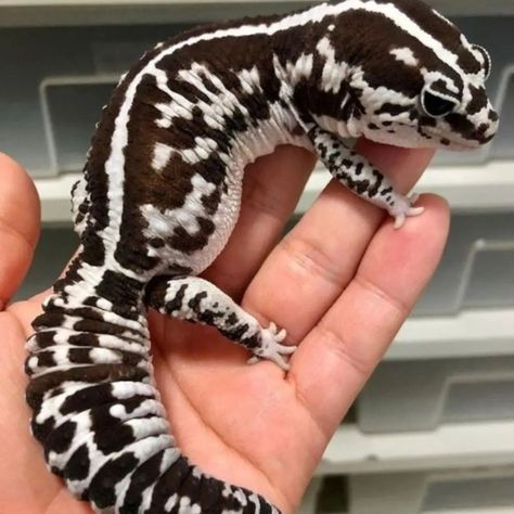 Leopard Gecko Smile, Gecko Morphs, Leopard Gecko Morphs, Fat Tailed Gecko, Cute Gecko, Cute Lizard, Pretty Snakes, Reptile Room, Cute Reptiles