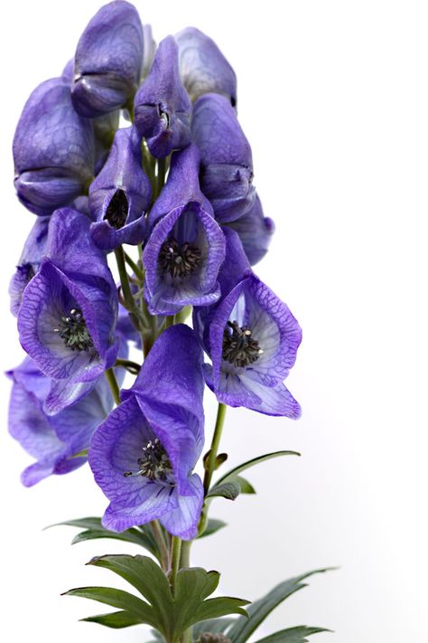 Wolvesbane Flower, Aconitum Napellus, Botanical Sketchbook, Alien Plants, Strange Flowers, Gothic Garden, Plant Fungus, Blue And Purple Flowers, Poisonous Plants