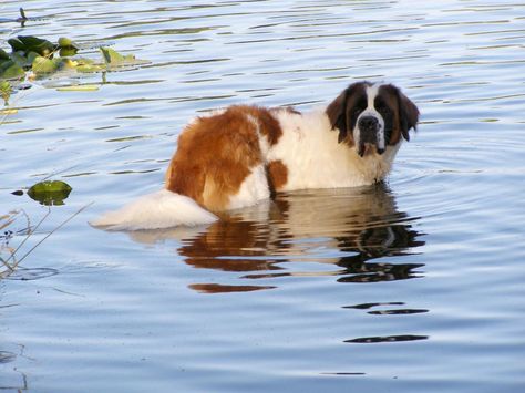 St. Bernard Looks like my Gracie! Gentle Giant Dogs, St Bernards, Saint Bernards, St Bernard Puppy, St Bernard Dogs, Bernard Dog, Giant Dogs, Dream Dog, St Bernard