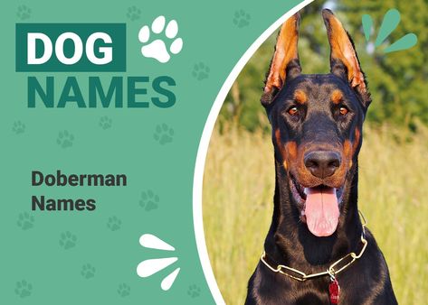 180 Doberman Names: Cool, Tough & Unique Ideas – Dogster Names For Dobermans, Doberman Names, Guy Names Unique, Female Doberman, Unique Female Names, Unique Boy Names, Stella Luna, Dog Nutrition, Dog Health Care