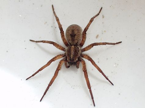 Brown Recluse spider, poisonous Spider Bites Pictures, Spider Killer, Dangerous Spiders, Spider Fact, Recluse Spider, Spider Pictures, Carolina Do Norte, Types Of Spiders, Spider Species