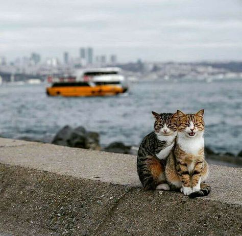 Istanbul Cats, Perros Golden Retriever, Gatto Carino, Cat Cuddle, Two Cats, Stray Cat, Animal Friends, Happy Cat, Istanbul Turkey