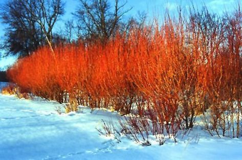 Arrives by Fri, Mar 11 Buy 2 Flame Willow Tree - Vibrant Orange to Red Bark - Fast Growing Shade or Privacy Tree - Excellent Bonsai at Walmart.com Zone 4 Shrubs, Garden Tricks, Low Growing Shrubs, Privacy Trees, Weeping Willow Tree, Live Tree, Planting Shrubs, Fast Growing Trees, Weeping Willow