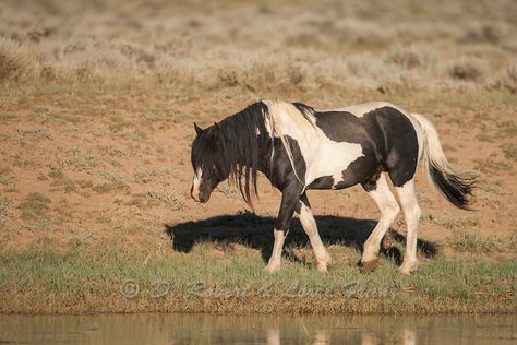 Mustang Stallion, Wild Horse Pictures, Mustang Horse, Wild Mustangs, Horse Pictures, Horse Breeds, Wild And Free, Wild Horses, South American